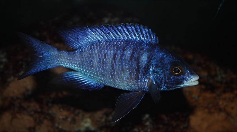 Placidochromis phenochilus 'Mdoka Reef'